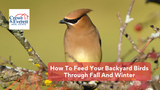 Just because the temperatures are dropping doesn't mean you can't enjoy backyard birds. Here's how you can feed year-round birds this fall and winter.